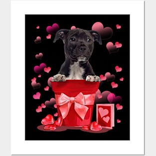 American Staffordshire Terrier In Red Pot Happy Valentine Posters and Art